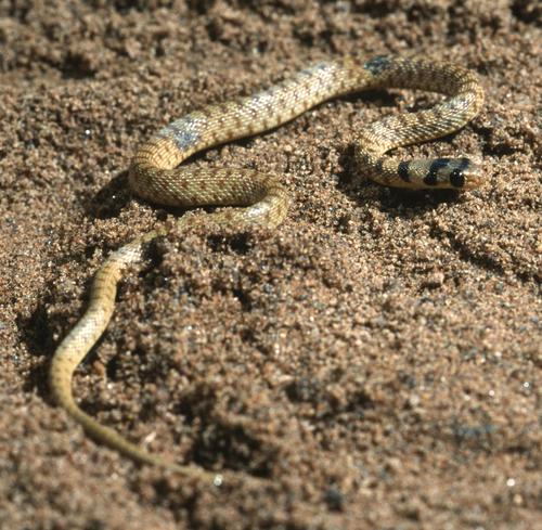 Photo of a Short Racer (Platyceps brevis)