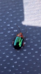 Kuschelina gibbitarsa