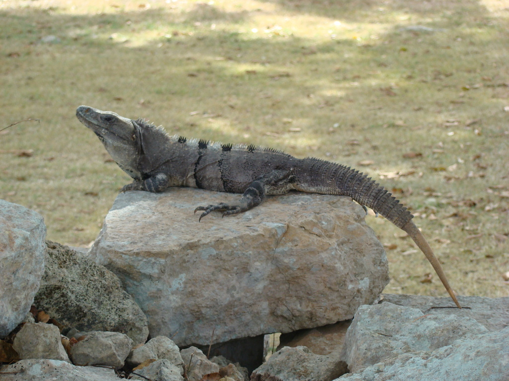 Black Spiny-tailed Iguana from 97884 Uxmal, Yucatán, Mexique on ...