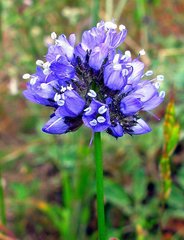 Gilia capitata chamissonis