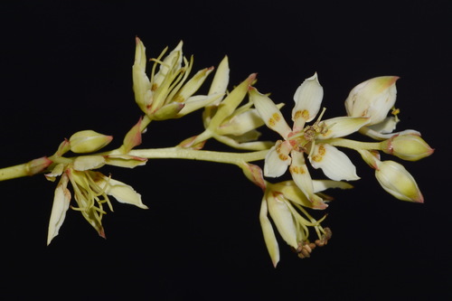Image of Zigadenus glaberrimus by (c) Brian Finzel, some rights reserved (CC BY-SA)