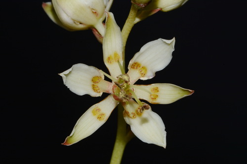 Image of Zigadenus glaberrimus by (c) Brian Finzel, some rights reserved (CC BY-SA)