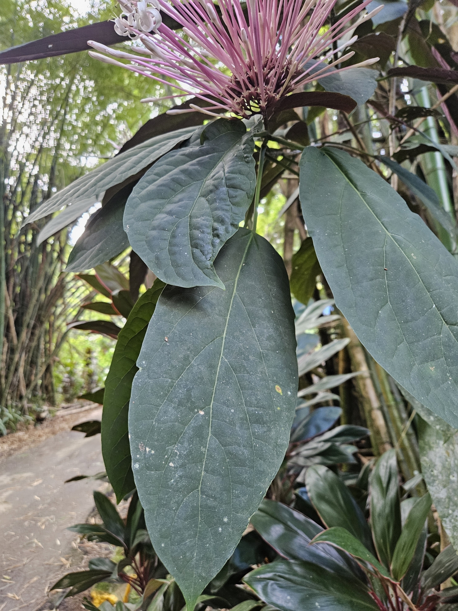 Imagem de Escova-de-macaco