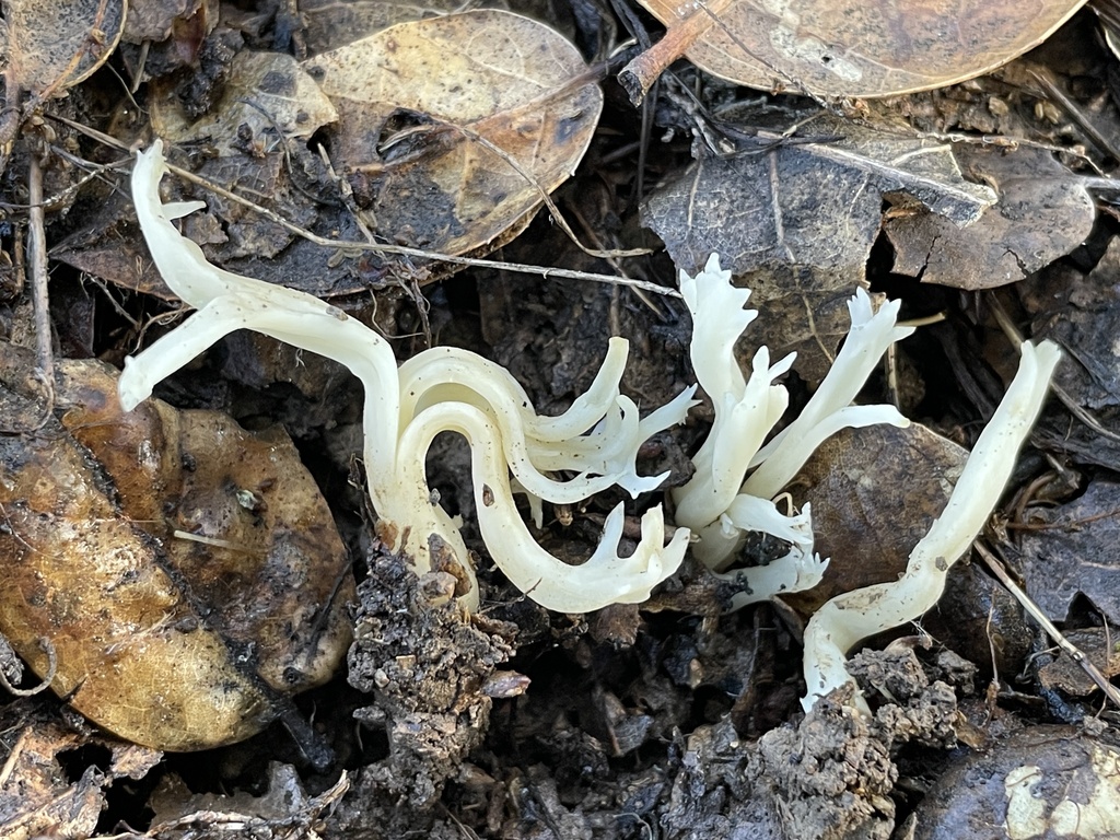 Clavulina sp. 'rugosa-CA01'