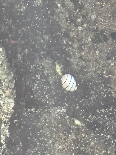 Aplustrum amplustre observed 2024-01-14