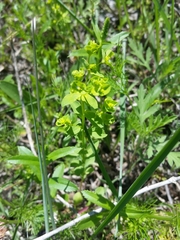 Euphorbia spathulata