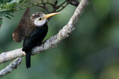 White-Throated Jacamar photo 1