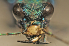 Cicindela plutonica leachi