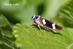 Macugonalia leucomelas