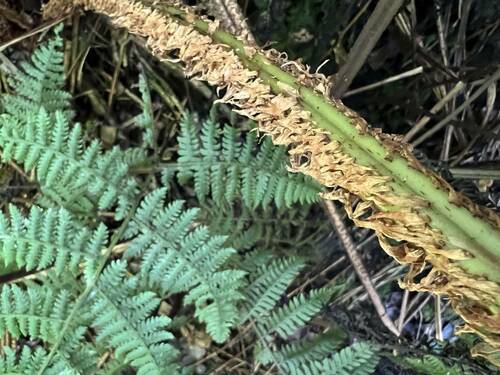 Dryopteris unidentata observed 2023-11-04