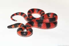 Coral Earth Snake photo 3