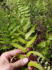 Anchistea virginica image