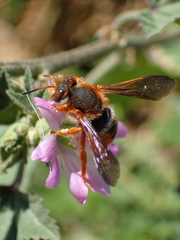 Rhodanthidium sticticum