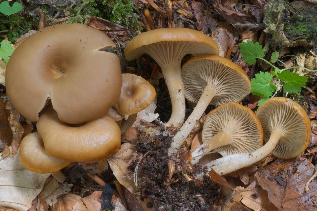 Clitocybe subspadicea