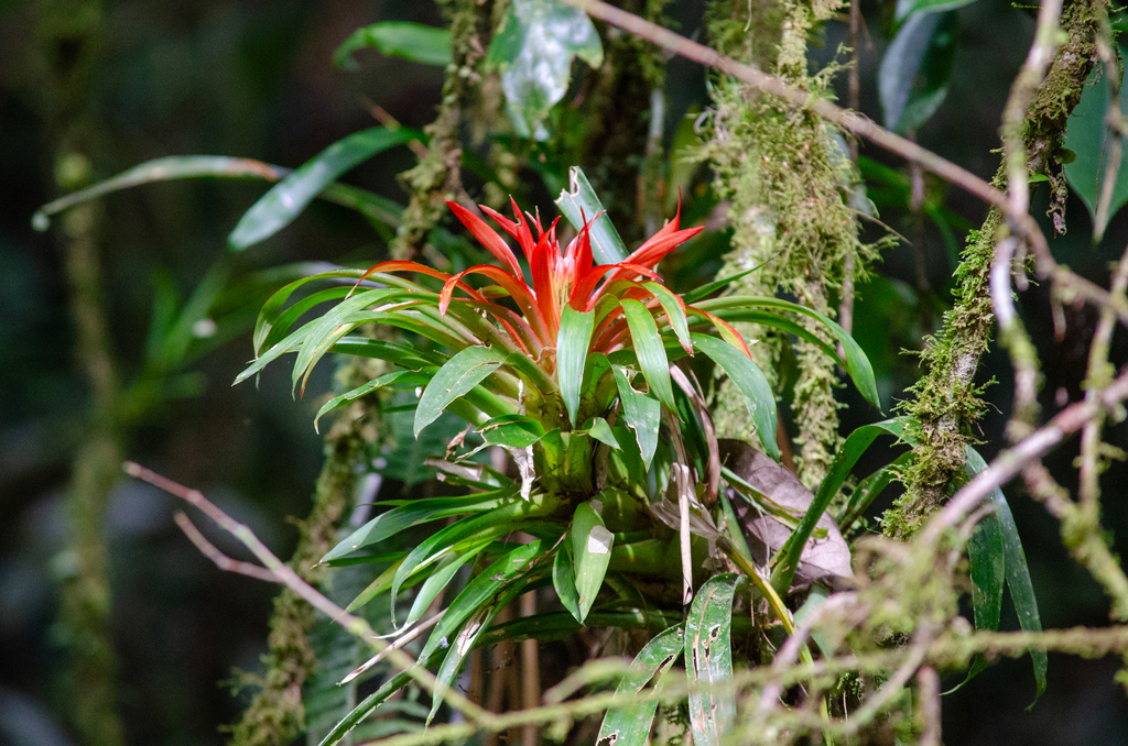 Foto de Bromélia