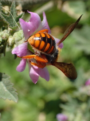 Rhodanthidium sticticum