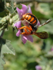 Rhodanthidium sticticum
