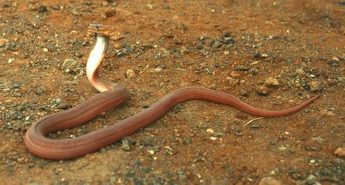 Red Spitting Cobra
