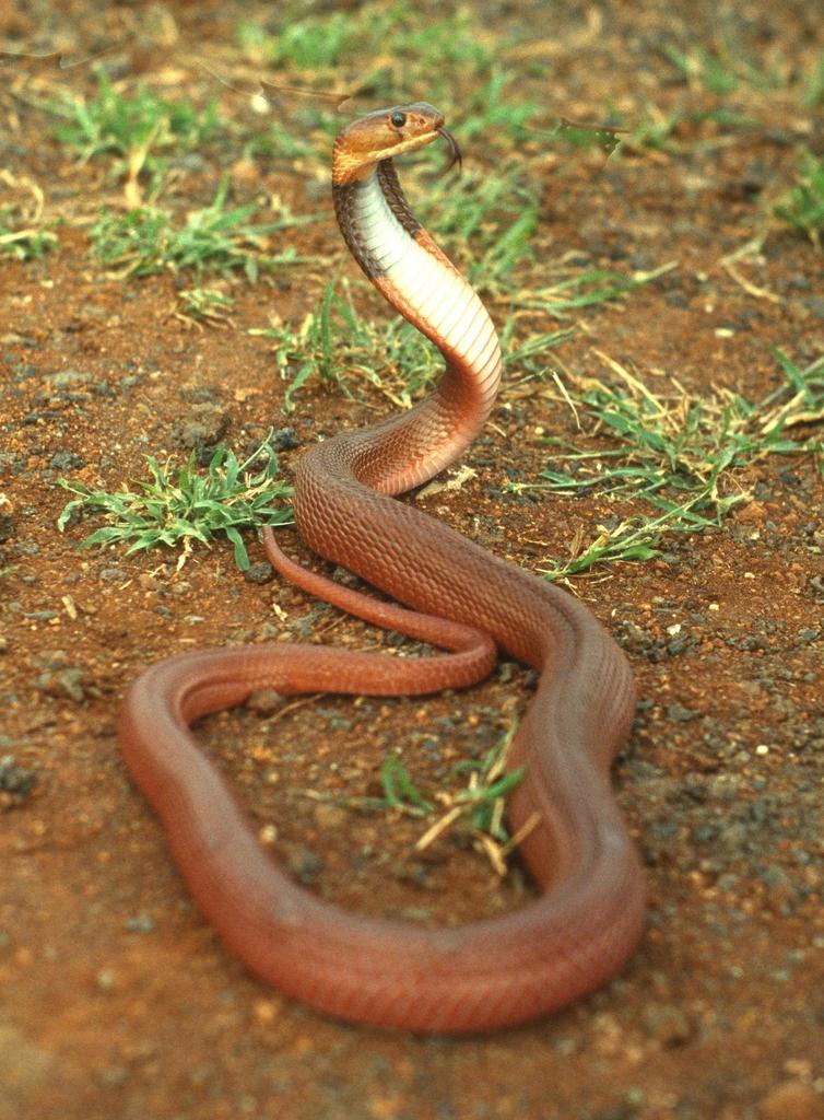 Red Spitting Cobra (Naja pallida) Snakes and Lizards