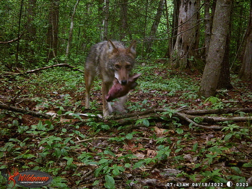 Coyote photographed in Maine