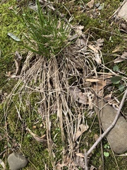 Carex communis