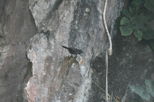 Annam Limestone Babbler (Gypsophila annamensis), photo 5