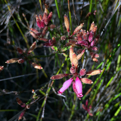 Erica cristata