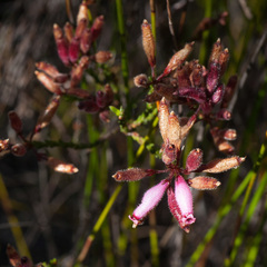 Erica cristata