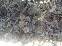 Mammillaria mazatlanensis