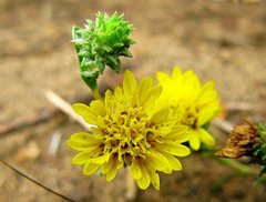Lessingia germanorum