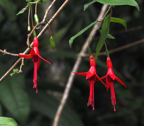 Image of Fuchsia regia by (c) desertnaturalist, some rights reserved (CC BY)
