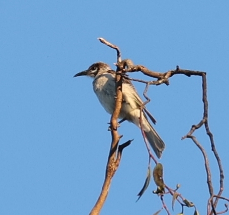 Little Friarbird from Chiltern VIC 3683, Australia on January 10, 2024 ...