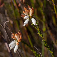 Erica cristata