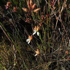 Erica cristata