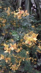 Parkinsonia texana macra