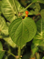 Witheringia solanacea