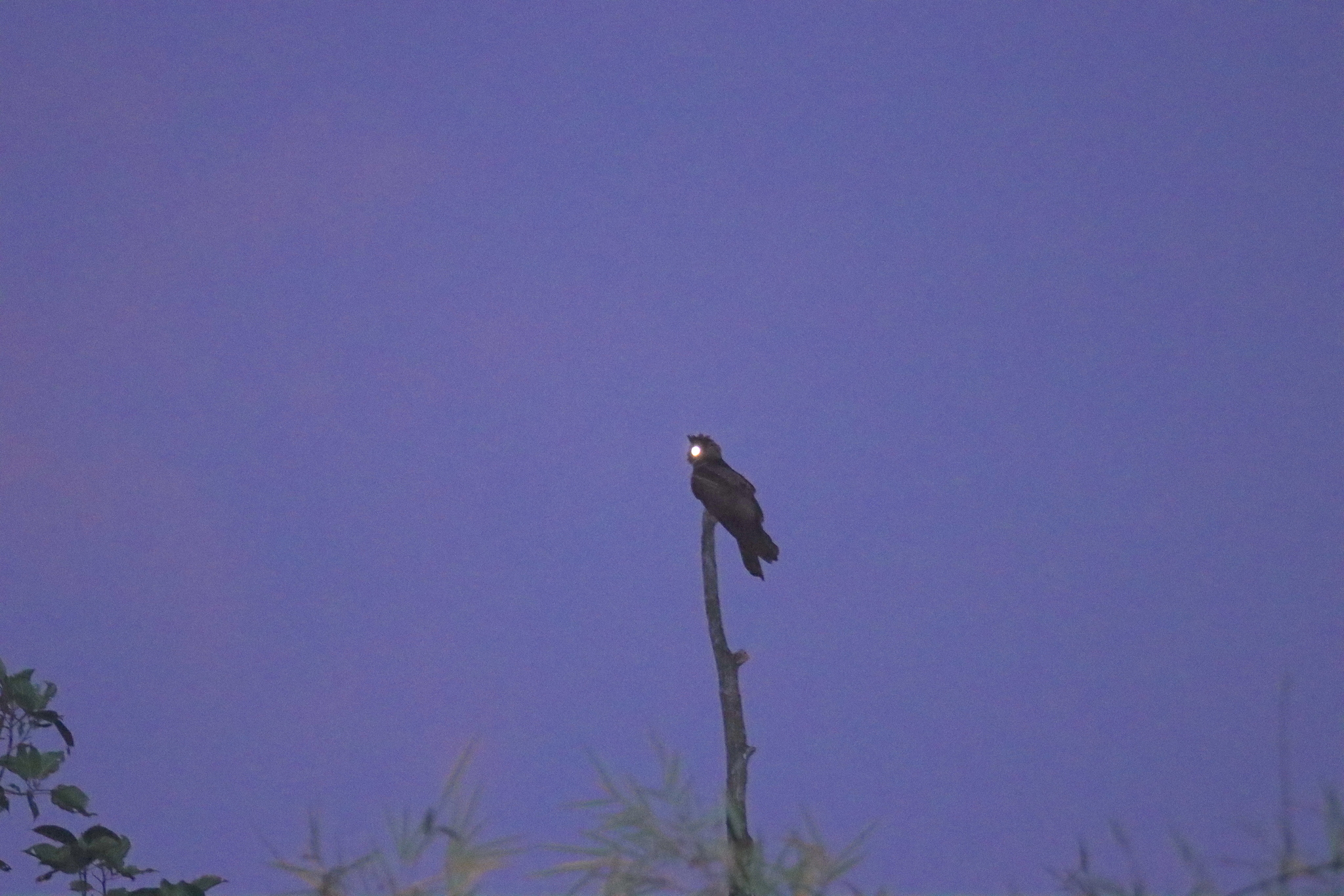 Great Eared Nightjar