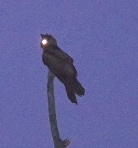 Great Eared Nightjar (Lyncornis macrotis), photo 5