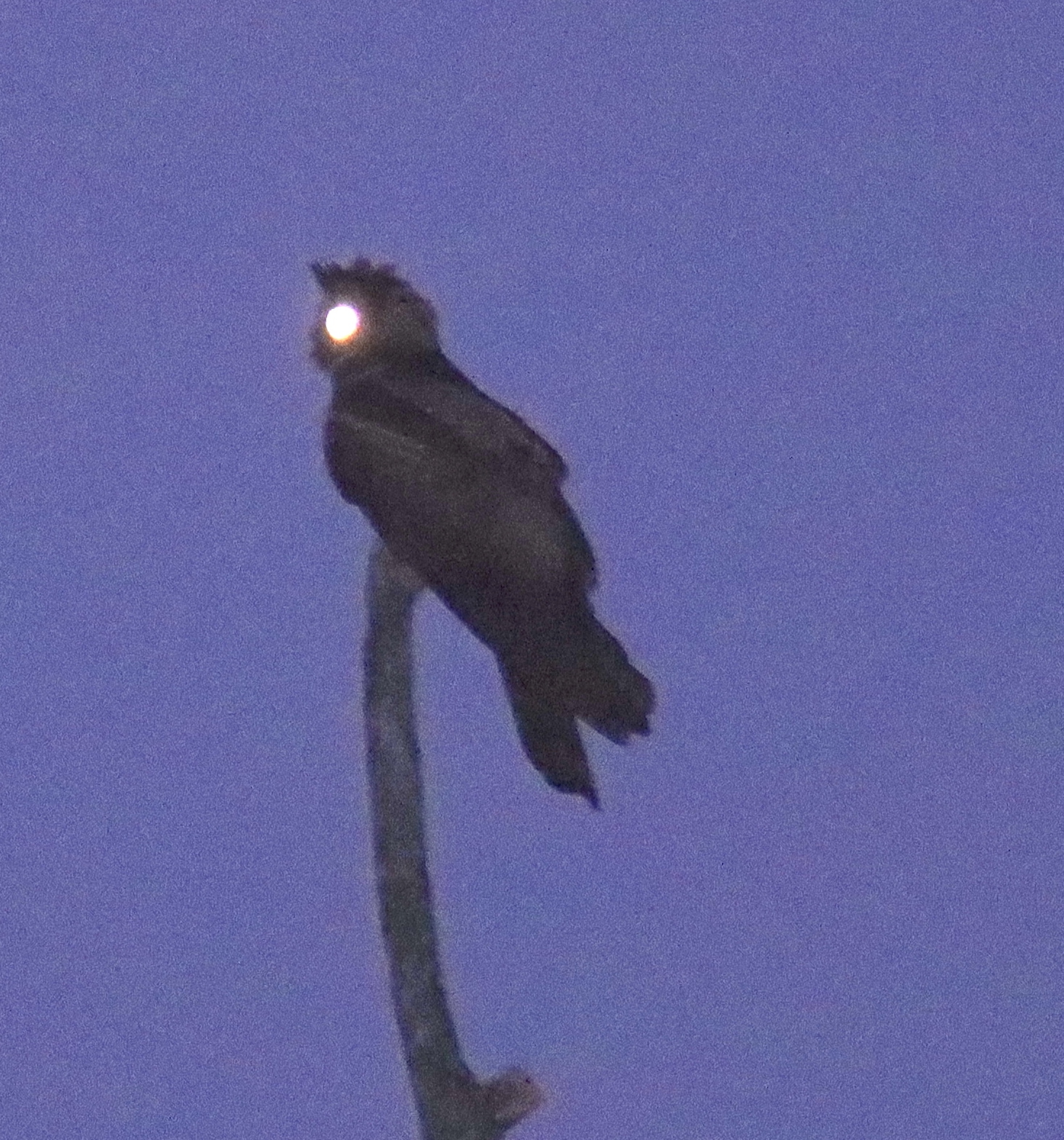 Great Eared Nightjar
