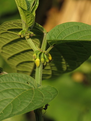 Witheringia solanacea