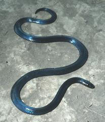 Amblyodipsas unicolor
