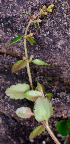 Image of Gonocarpus montanus by (c) Peter Crowcroft, some rights reserved (CC BY)