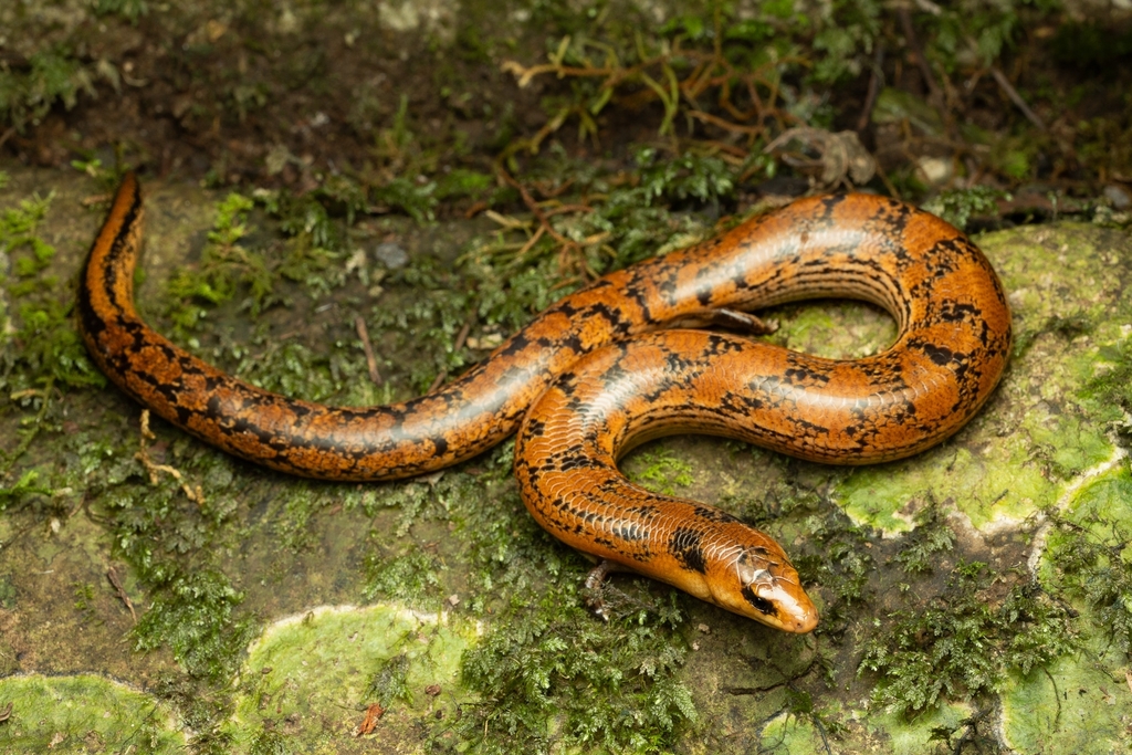 Three-Toed Snake-Tooth Skink