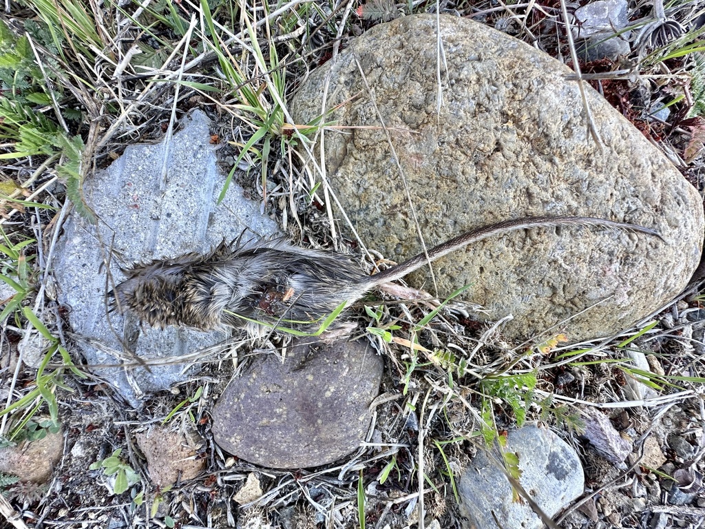 Chaetodipus from Mission Trails Regional Park, San Diego, CA, US on ...