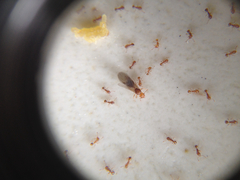 Wasmannia auropunctata