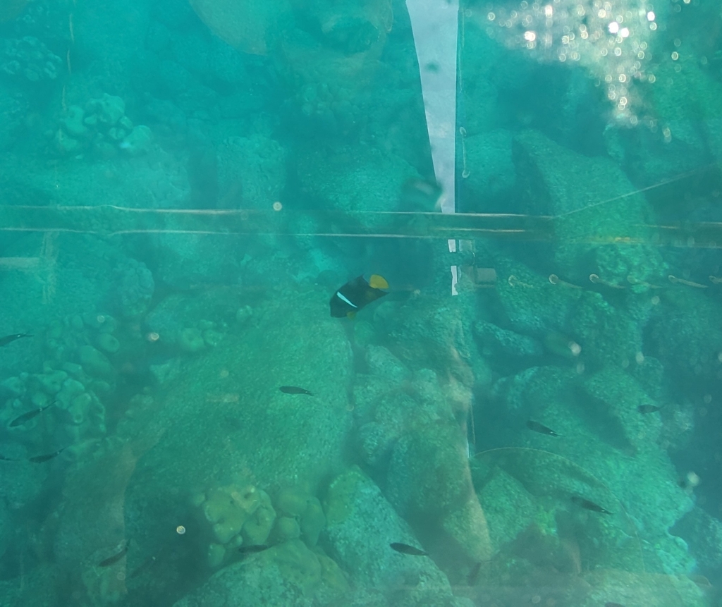 Scissortail chromis (Chromis atrilobata) — Pomacentridae