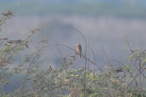 Striated Grassbird (Megalurus palustris), photo 8
