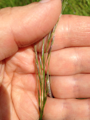 Nassella pulchra