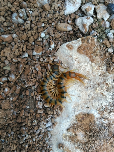 Scolopendra cingulata