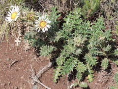 Berkheya cirsiifolia